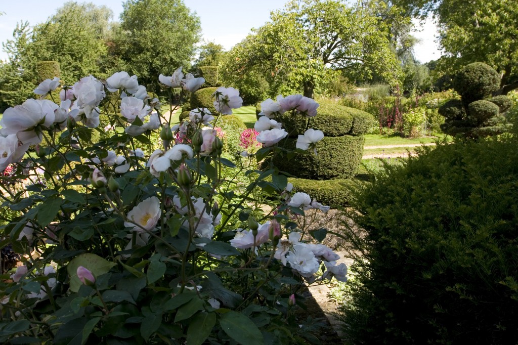 Roses1